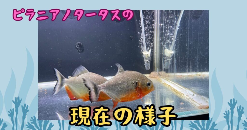 ノタータスが成長遅いので店長ゼロ氏に相談しました